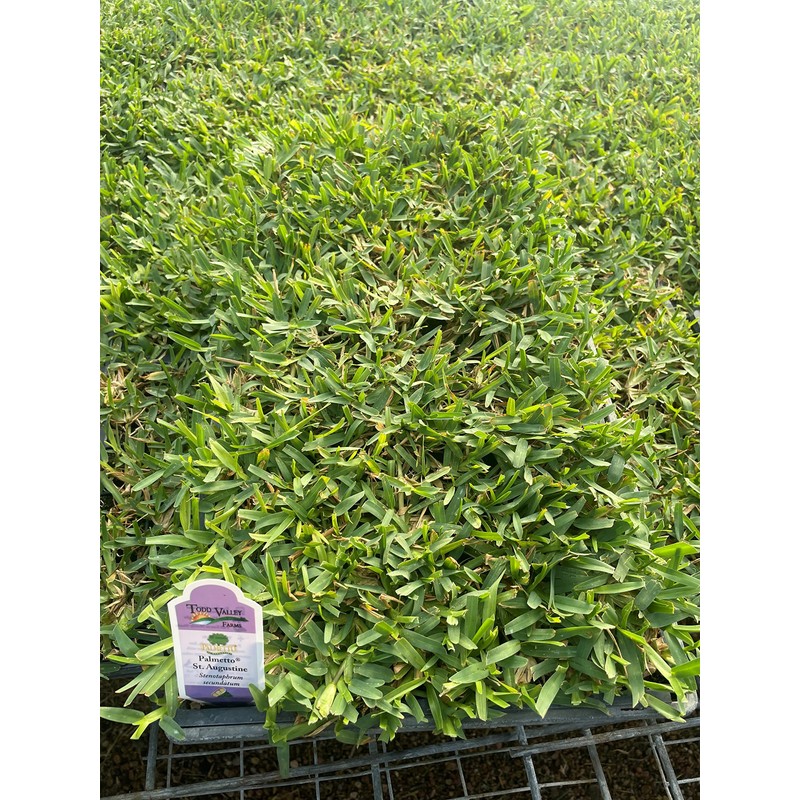 Palmetto St. Augustine Grass Plugs