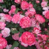 Heirloom Roses Rose Plant - Nicole® Multi Rose Bush, Floribunda