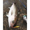 Shimano Salt Metal Colt Sniper Sardine Rocket Lure, 1.1 oz