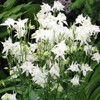 Eden Brothers Columbine Seeds - Crystal Star
