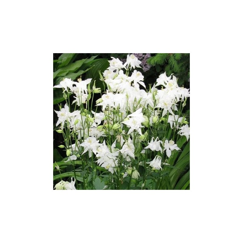 Eden Brothers Columbine Seeds - Crystal Star