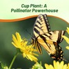 Outsidepride Silphium Cup Plant Flower Seeds - 400 Pcs Perennial,
