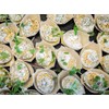 ABENA Gastro Disposable Bowls, Wooden Bamboo Boats | 100 Pack