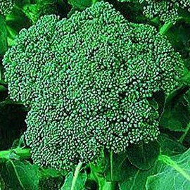Di Cicco Broccoli - 1/4 LB ~36,000 Seeds - Non-GMO, Open Pollinated, Heirloom, Vegetable Gardening Seeds & Micro Greens Seeds