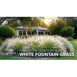 White Fountain Grass | 10 Live Plants | Pennisetum Alopecuroides | Ornamental Grass for Landscaping | Drought-Tolerant Plants for Borders & Gardens