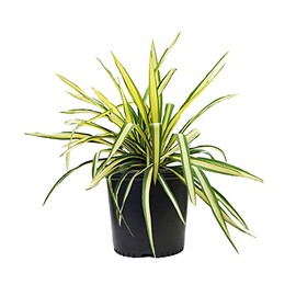 Live plant from Green Promise Farms Yucca filamentosa 'Color Guard' (Adam's Needle) Evergreen, 3-Size Container, Gold Variegated Foliage
