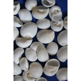 Shorely Yours NATICA MAMILLIA,Seash - 100 Shells