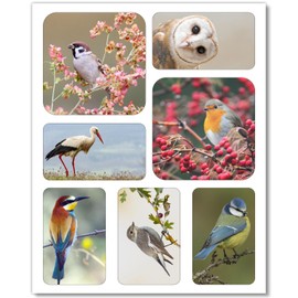 7 motif magnets with bird motifs, natural magnets, square, decoration for the kitchen, shared rooms and teenagers, as a gift idea, dv_1063