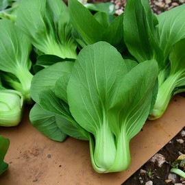 5gram/1200pcs+ Bok Choy  Seeds, Baby PAK CHOI Seeds, Chinese Cabbage Seeds 上海青种子