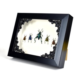 Frog Legs Leaf Beetle Insects in Gothic Shadow Box Frame Gothic Taxidermy Witch & Wizard Decoration for Bedroom Goth Home Decor