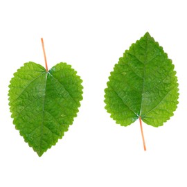 Awesome Aquatic Mulberry Shrimp Leaves Natural Botanical Leaf Food Organic Treat Aquarium Fish Shrimp Terrarium High Protein Vitamin Mineral Fiber Healthy Habitat Environment (Mulberry 10 pk)