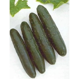 Cucumber Slicemaster Select Vegetable Seeds
