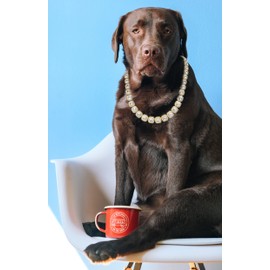 Halukakah Gold Chain Clustered Diamond for Large Dogs, Tennis Chain Necklace Collar 18 Carat Real Gold-Plated VVS Quality Laboratory Diamonds Clear Colour 60 cm Size with Gift Box, Decoration Only