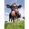Edition Colibri Funny Cows 2 Postcards (10529)