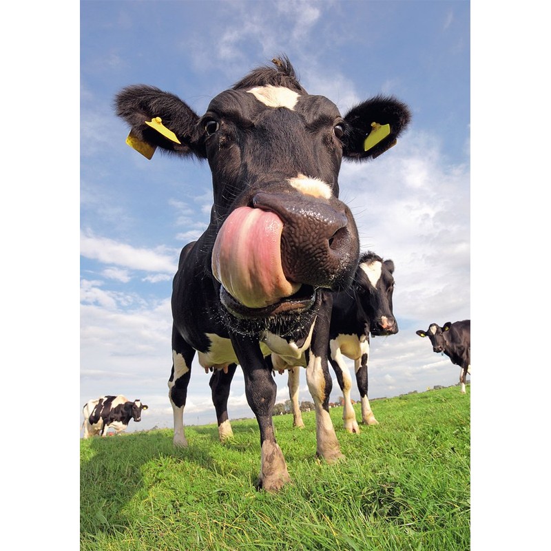 Edition Colibri Funny Cows 2 Postcards (10529)