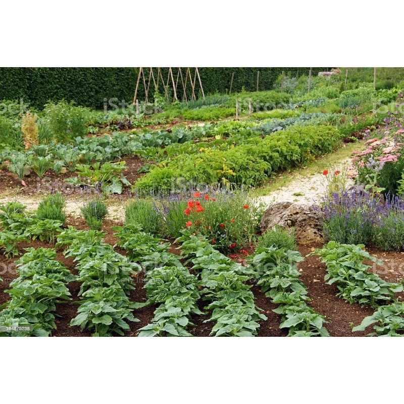 Frontier Seeds NON-GMO Red Burgundy Okra seeds Heirloom Open Pollinated