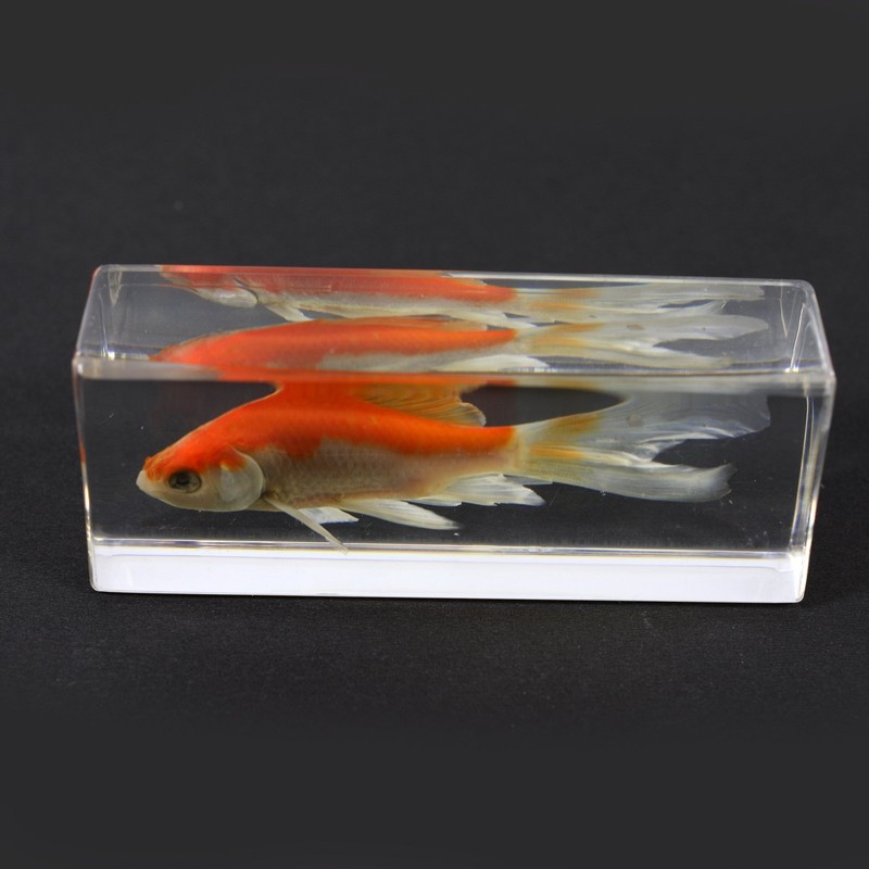 REAL BUG FH304 Common Goldfish Paperweight (4.4x1.6x1.1)