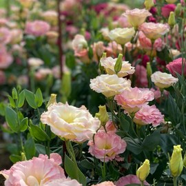 Lisianthus Flower Seeds for Planting - 200 Annual Lisianthus Non-GMO Mixed Double Flower Seeds