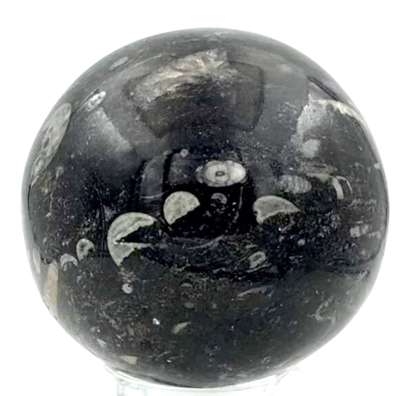 Steinfixx - Fantastic Orthoceras Ball - Beautiful Fossils in Granite
