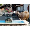 CALVENDO Schwangauer Fountain Visitor Puzzle, 1000 Pieces, Landscape Puzzle, 1000
