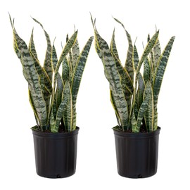 United Nursery Sansevieria Laurentii, Live Snake Plant, Variegated Trifasciata Indoor and Outdoor Tropical House Plant, 2-3 Feet Tall, in 9.25 inch Grower Pot 2-Pack