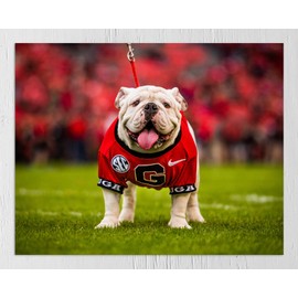 UGA Georgia Bulldogs: Photo Picture Print - UGA X Football Mascot - University of Georgia Art