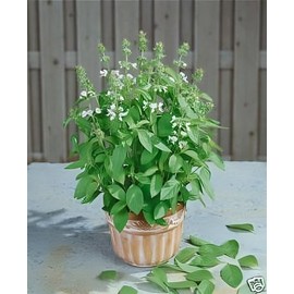 Basil Lemon Great Garden Herb by Seed Kingdom 1 OZ Seeds