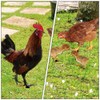 HANABASS Pack of 4 Chickens Chicks Ground Stakes Lawn Ornament