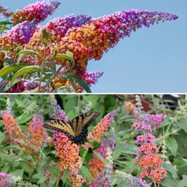 400+ Mix Butterfly Bush Seeds - Buddleia Davidii Flower Seeds Perennial Showy Shrub Plant Seeds Outdoor