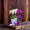 Santino ORCHIDEA Self-Watering Orchid Pot - 15CM Self-Watering Decorative Planter