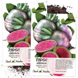 Seed Needs, Watermelon Radish (Raphanus sativus) Twin Pack of 500 Seeds Each Non-GMO