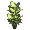 Vickerman TA170201 Everyday Dieffenbachia Tree