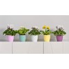 Tymar Flowerpot, Pack of 2, Plastic Plant Pot, Modern, Matt,