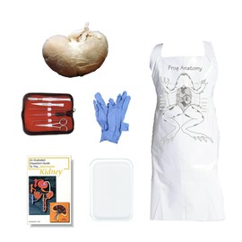 Anatomy Lab Sheep Kidney Dissection Kit with Scalpel Dissection Guide and Dissection Specimen for Biology College Anatomy