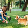 Dog Leash, Training Lead 1.2M, Anti Pull Dog Leads with