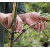 30 PCS Fruit Tree Branch Spreaders Plant Branch Trainer Allow