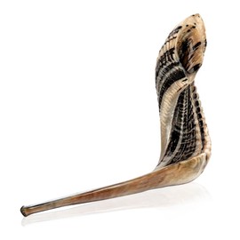 Holy Voice Kosher Ram Shofar Horn from Israel 20"-22" Traditional Half Polished, Holy Land Ancient Jewish Musical Instrument, Smooth Mouthpiece for Easy Blowing, Clear Sound Shofar