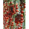 CEMEHA SEEDS - Vine Red Tomato Indeterminate Non GMO Vegetable