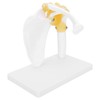 1:1 Life Size Human Anatomy Shoulder Joint Model Shoulder Blade