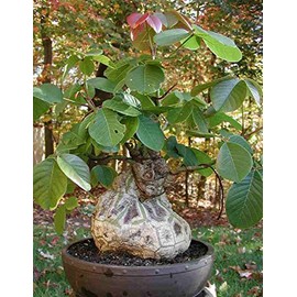 Pseudobombax Ellipticum bombax exotic shaving brush tree bottle bonsai plant 6"