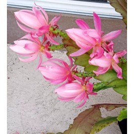 Joyful Blooms Rare Orchid Cactus German Empress Epiphyllum Rooted Live Plant 6"+ Ready to Grow