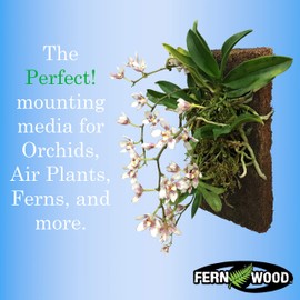 Fernwood Tree Fern Orchid Mounting Board- Soft, Durable, and Fibrous | Natural and Sustainable | for Orchids and Other Epiphytes | 2 Pack (Regular 12x6x1)