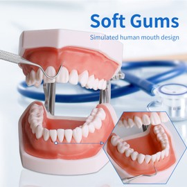 faruijie Typodont Modelo de dientes – Modelo de práctica de enseñanza de dientes extraíble modelo de demostración Typodont viene con un destornillador pequeño