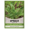 Gardeners Basics, Spinach Seeds for Planting (Viroflay) is A Great