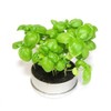 Nagakura New Little Garden Basil LG-43