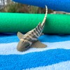 Safari Ltd. Zebra Shark Figurine - Detailed 4.75" Plastic Model