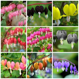 Dicentra Spectabilis Seeds for Planting - 100 Bleeding Heart Seeds Shade Flower Garden Home Outdoor Indoor
