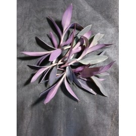 8 Tradescantia Pallida 'Purple Heart' Wandering Jew Perenniel Cuttings