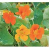 Red and Yellow Climbing Nasturtium Seeds - 60 Seeds