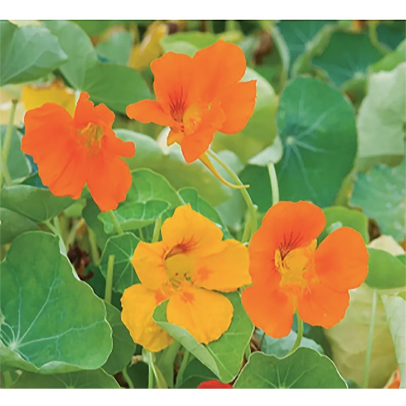 Red and Yellow Climbing Nasturtium Seeds - 60 Seeds